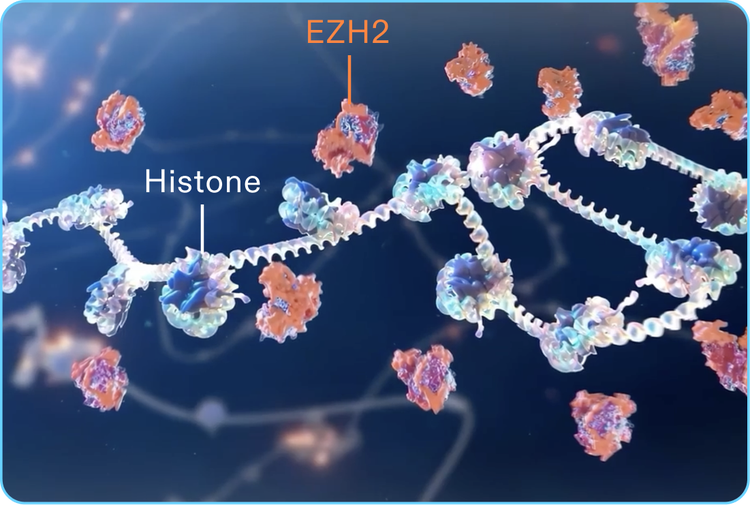 EZH2 animation